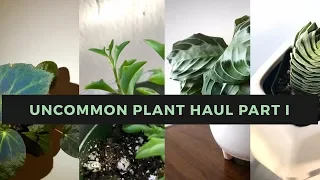 Semi Rare Houseplant Haul Part I|Philodendron Verrucosum, Begonia Pavonina Maranta Silver Band &More