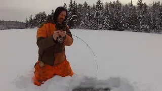 Feisty Lakers on light tackle