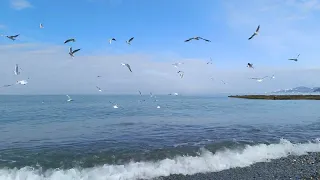 4K Seagulls Of The Black Sea 3