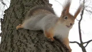 Белки. Подборка за последнюю неделю / Squirrels. Selection for the last week