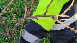 Curso de poda de la vid en doble guyot  .Isla, Cantabria,España.