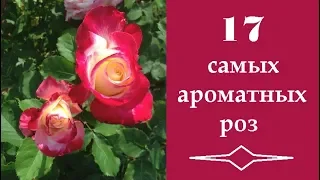 ❀ 17 самых ароматных роз | 17 most fragrant roses | 17 duftendste Rosen