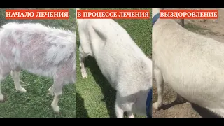 ВЫЛЕЧИЛ ЛЫСУЮ КОЗУ / ПРЕМИКС ДЛЯ КОЗ И ОВЕЦ