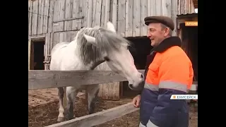 После гибели известного в Енисейске коня объявлен сбор средств на нового рысака