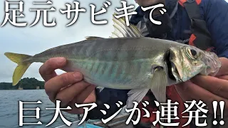 足元サビキで巨大アジが連発！40㎝級のデカアジが昼間から釣れる内湾の筏釣りがスゴすぎました