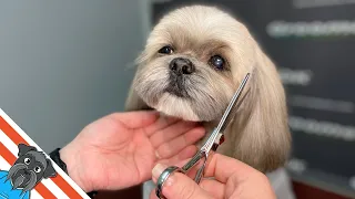 Luxurious Shih Tzu Styling | Unleashing Elegance through Expert Grooming