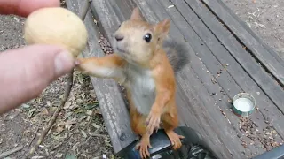 О ловкой белке, которая очень любит грецкие орехи / About a clever squirrel who loves walnuts