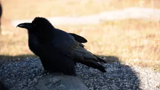 Raven Warble Knock