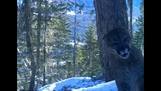 SASQUATCH, A Big Cougar And Incredible Story ! Plus News