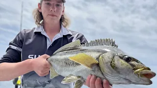 Striped trumpeter tasman peninsula