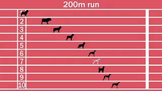 Dog breeds speed comparison, Fastest and slowest dogs!