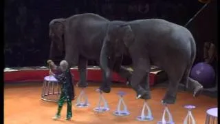 Trained elephants