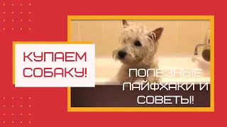 Купаем собаку (полезные лайфхаки и советы)