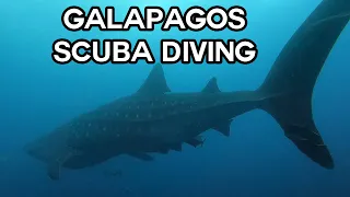 Galapagos SCUBA Diving! (First liveaboard in Ecuador)