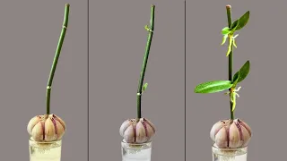 Just garlic! Your orchids germinate very easily and bloom all year round