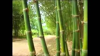 Value Chain of Bamboo and Rattan