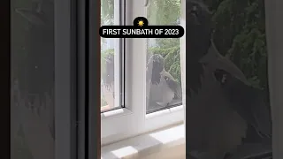 First sunbath of 2023 | Crow video