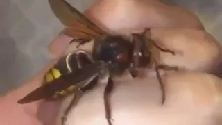 GIANT HORNET ALMOST STINGS GIRL!!!