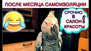 ✅  ПОСЛЕ МЕСЯЦА САМОИЗОЛЯЦИИ🦜ЖАКО ПЕТРУНЯ