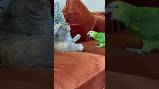 Cat Fighting With Parrot