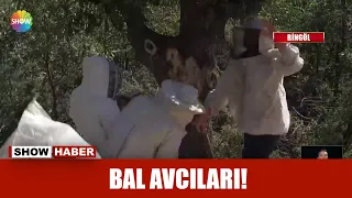 Bal avcıları!