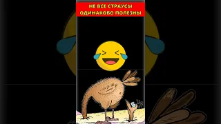 😂 В мире животных и Николай Дроздов 😂 Ржачные анекдоты Норкина про страусов и многоножку #shorts