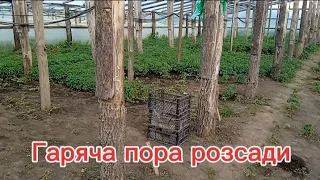 Продаєм розсаду