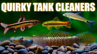 Alternative Algae Eaters and Surprising Tank Cleaners!!!
