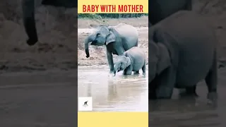 ELEPHANT BABY WITH MOTHER DRINKING WATER.