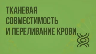 Тканевая совместимость и переливание крови. Видеоурок по биологии 8 класс