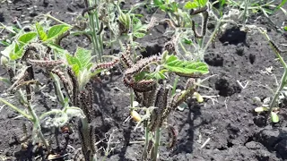 Знищення посівів сої чортополохівкою