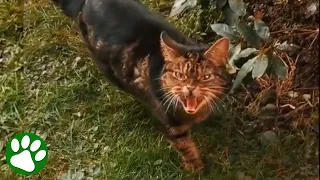 Woman falls in love with angry HOMELESS cat