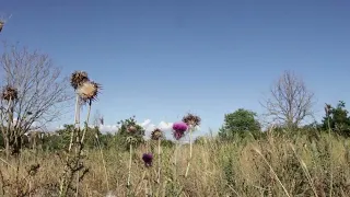 Meditazione Guidata con onde Alfa