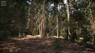 MAWI Redwood Forest | Unreal Engine 5.1 Nanite & Lumen | RTX 3080 & i7 8700K | 1440p