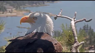 May 21, 2024: Shadow defends the nest in the morning and checks the SDS project at dusk