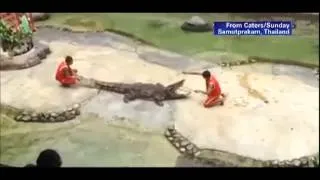 crocodile bites trainer's head