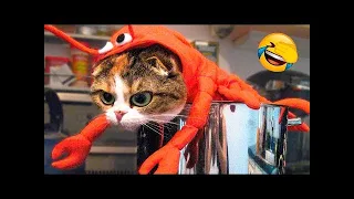 Best animal videos 2023 funniest dogs and cats🤣🤣 [Funniest Animal Videos] ~78