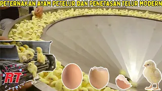 PETERNAKAN AYAM PETELUR UNTUK DITETASKAN | PROSES PENETASAN TELUR AYAM MODERN