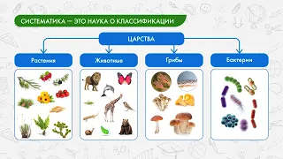 Биология 6 класс. Систематика, растения высшие и низшие