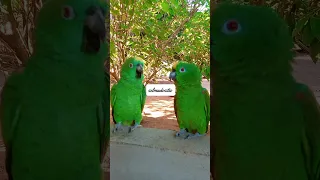 imagina só o que cawboy e florzinha cantou