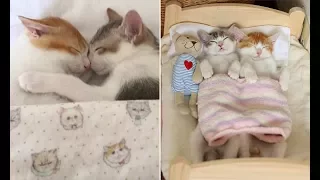 Sleeping cuties! Adorable brother and sister kittens can't sleep unless they cosy up together in bed