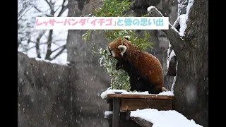 レッサーパンダ 「イチゴ」 と雪の思い出