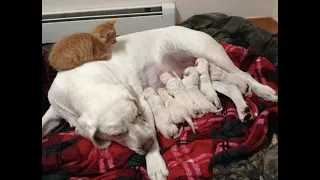 😺 Now I have 7 dogs! 🐕 Funny video with dogs, cats and kittens! 😸