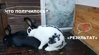 ОБЗОР ГНЕЗДА КРОЛЬЧИХИ🐰 КОНТРОЛЬ 🐇🐇МОЯ ДАЧА⛪🐰КРОЛИКИ🐰