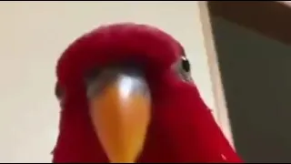 red bird meme #375