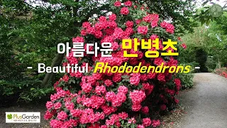 아름다운 만병초 [Beautiful Rhododendrons]