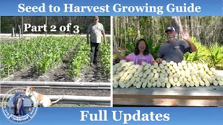 How to Grow Corn, Complete Growing Guide  (Part 2 of 3)