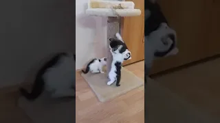 котята с мамой-кошкой