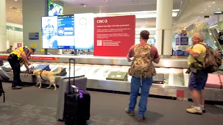 Arriving At Toronto Pearson International Airport 🇨🇦