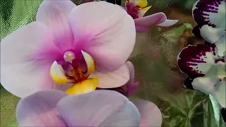 Мои орхидеи-новиночки: Чёрный мишка, Неизвестная и Тинкербелл кисс